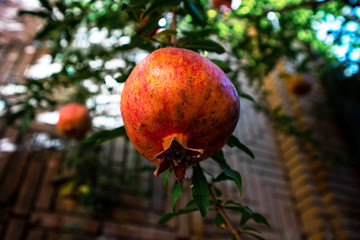 Ripe pomegranate fruit hangs on a branch in a closed garden.