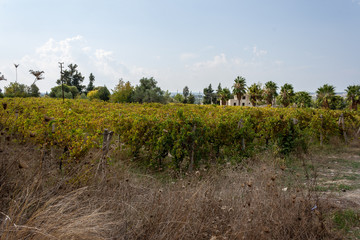 Obraz premium vineyard in Turkey