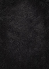 Black short pile on the skin of a wild animal.Texture or background