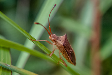 Leaf-footed bug (Homoeocerus marginellus) on a green leaf close up