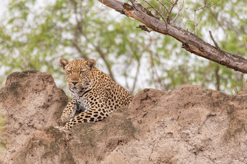 Obraz premium Leopard