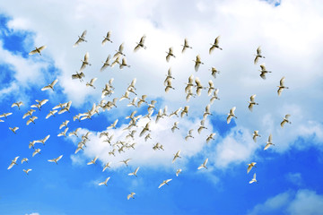 flock of birds in the sky