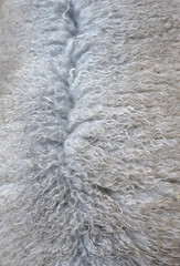 Sheep fur texture with curled hair