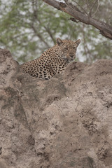 Female Leopard in Kruger