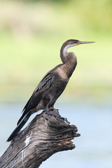 African Darter