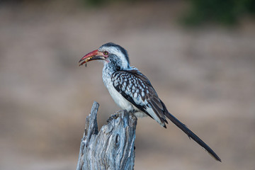 Red billed hornbill