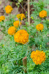 Marigold Flower (botanical name is Tagetes Erecta) is Blooming in Natural Botanical Garden.