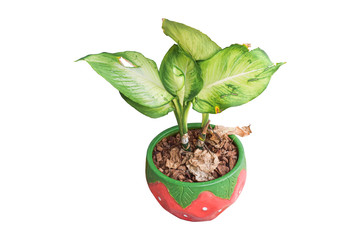 Tropical Dieffenbachia in the pot isolated on white background. Object with clipping path.