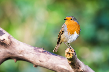 European Robinin in his environment. His Latin name is Erithacus rubecula.