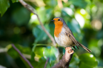 European Robinin in his environment. His Latin name is Erithacus rubecula.