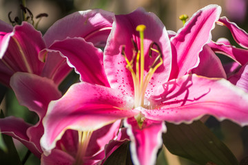 Pink Lilly flower