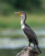 Cormorant