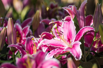 Fototapeta na wymiar Pink Lilly flower