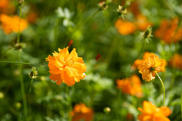 Sulfur Cosmos, Yellow Cosmos