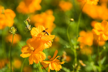 Sulfur Cosmos, Yellow Cosmos