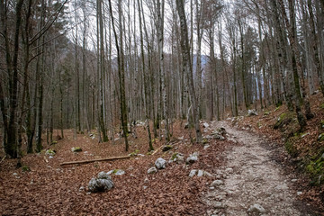 Woods in winter in Triglav nation park with a pathway