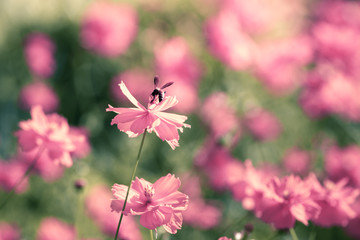 Sulfur Cosmos, Yellow Cosmos