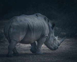 Obraz premium White Rhino