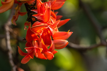 Bastard Teak flower