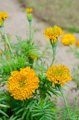 Marigold Flower (botanical name is Tagetes Erecta) is Blooming in Natural Botanical Garden.