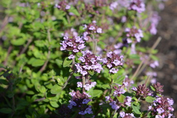 Obraz premium Thymus, Culinary Lemon, or Lemon Thyme