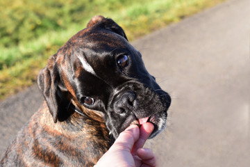 Deutscher Boxer frisst Leckerli aus der Hand