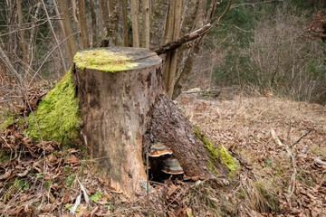 Fototapeta na wymiar Colorful fungus on a tree stump in the woods