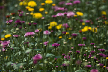  chrysanthemum flower