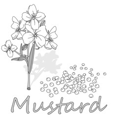 Collection of mustard vector illustrations: mustard seeds, flower, leaves and pod. Isolated on white background.