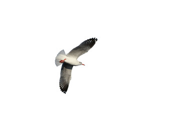 Seagull bird in flying action at bang-poo Thailand on the white background and cliping path.