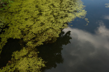 The pond is covered with green duckweed (Lemna perpusilla Torrey)