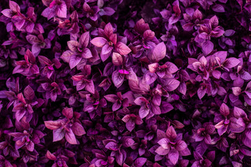 The concept of betel leaves with purple leaves, abstract, tropical leaves, natural background