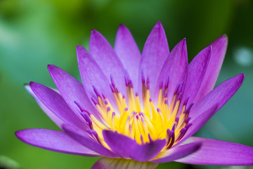 pink Lotus flower