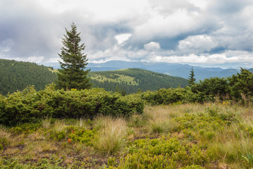 Fototapeta na wymiar Mountain forest after rain. Mountain landscape. Carpathians