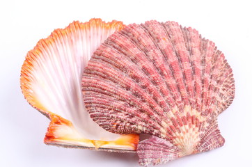sea shell isolated on white