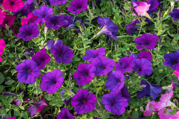 Petunia flower