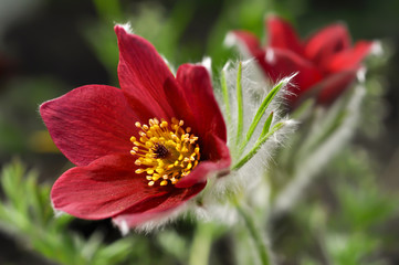 Kuhschelle Küchenschelle Pulsatilla vulgaris Frühblüher Bergblume Haare rot violett gelb...