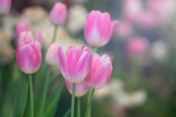 Colorful of tulips flowers against sunlight as floral background