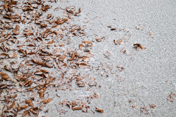 Autumn orange leaves fading to winter snow