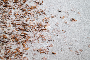 Autumn orange leaves fading to winter snow