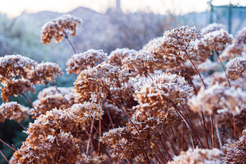 frozen hydrangea flowers in the garden