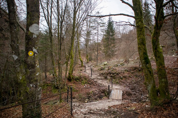 Path in the woods in Triglav national park