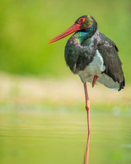 stork in natural habitat