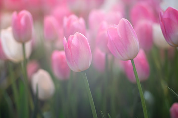 Pink tulips flowers against sunlight as floral background