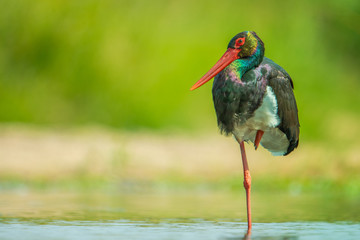 Black Stork