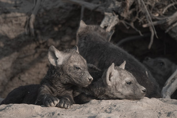 Fototapeta premium Hyena pups