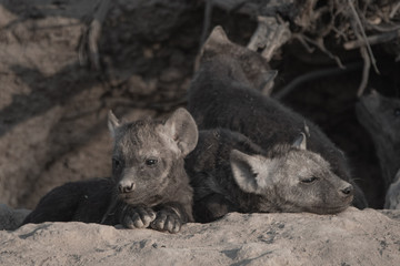 Hyena pups