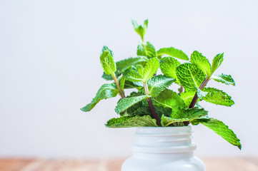 Leaves of a green plant in a white medical bottle close-up