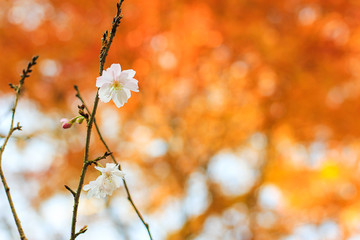  Autumn cherry blossoms