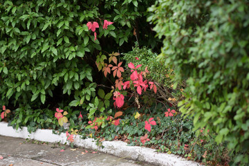 Red wild grape bushes in autumn garden.